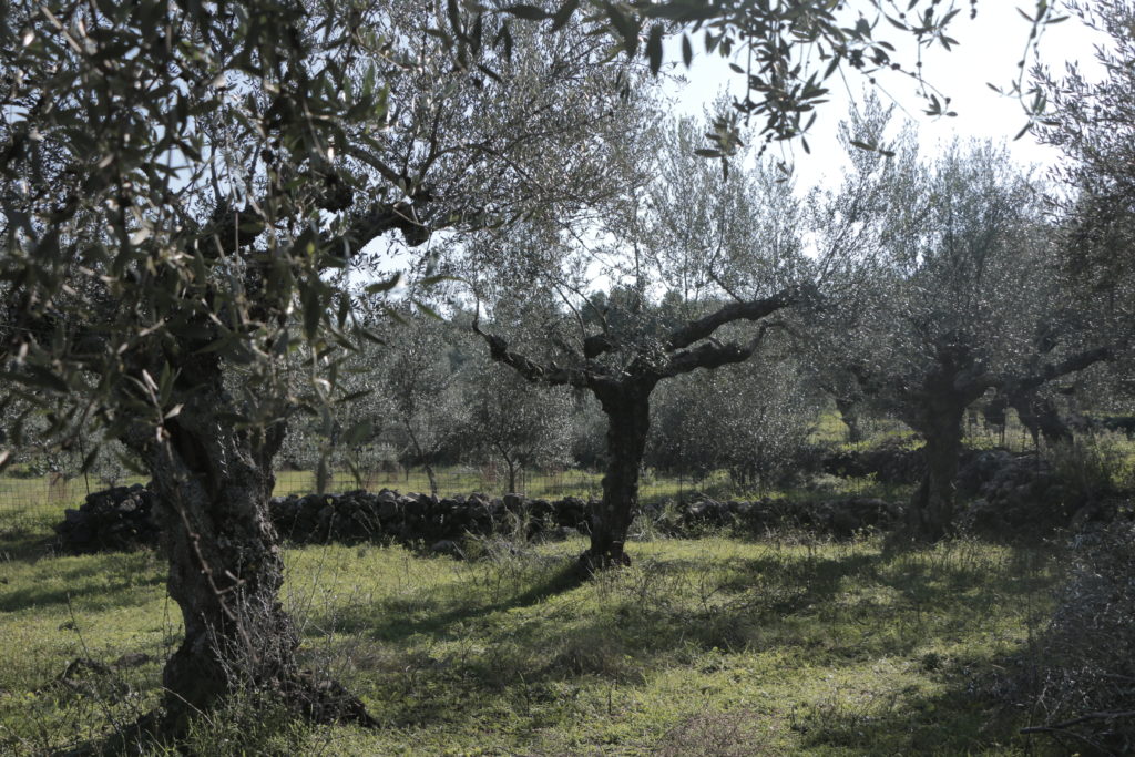 olive-trees